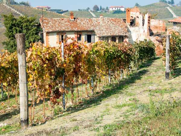 Colline dell'Albese