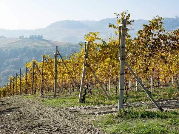 Vigneti sulle colline delle Langhe