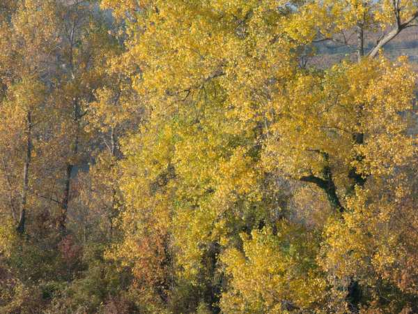 Bosco con i colori dell'autunno