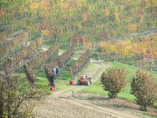 Manutenzione dei vigneti