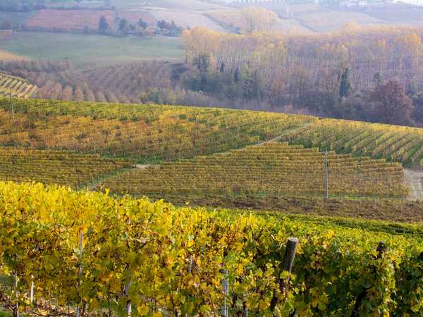Vigneti delle Langhe