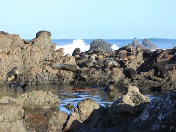 Leoni marini - Cape Palliser