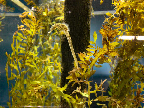 Kelly Tarlton's Sea Life Aquarium di Auckland - Cavalluccio marino