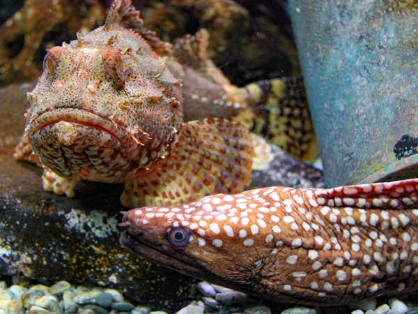 La strana coppia - Kelly Tarlton's Sea Life Aquarium di Auckland