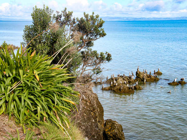 Coromandel peninsula - gruppo di cormorani