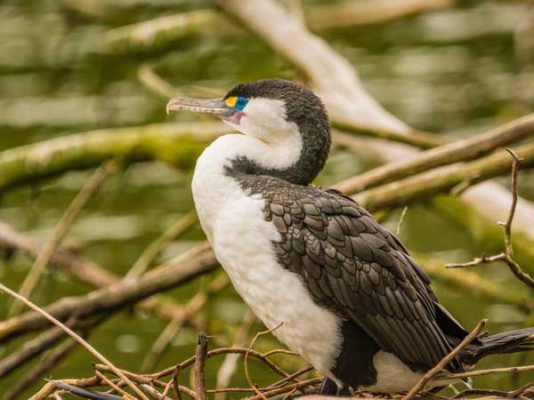 Un bellissimo cormorano  - Coromandel Bay