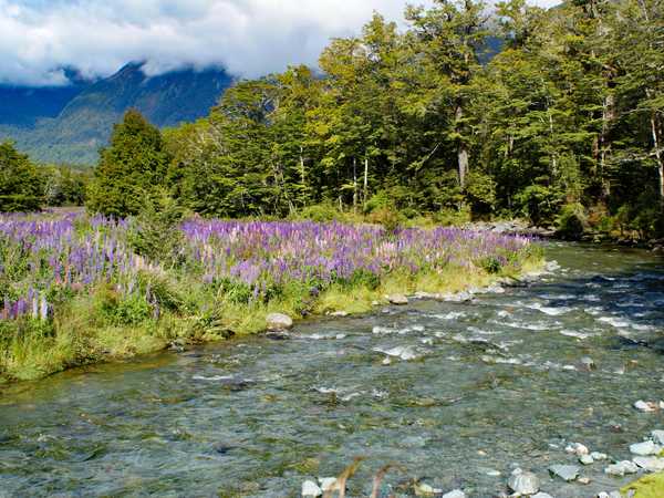 Lupini in fiore tra i monti del Fjordland
