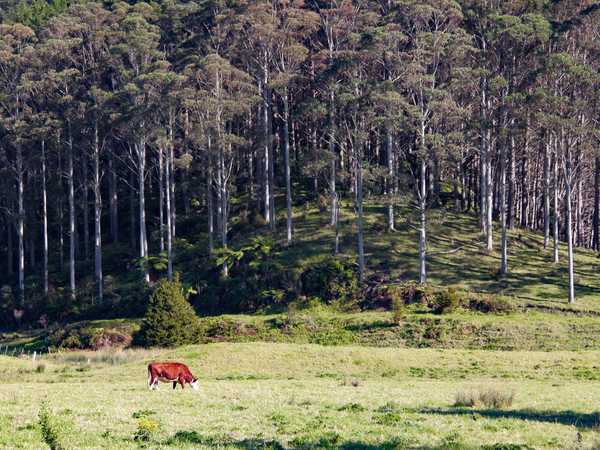 Colline del Northland