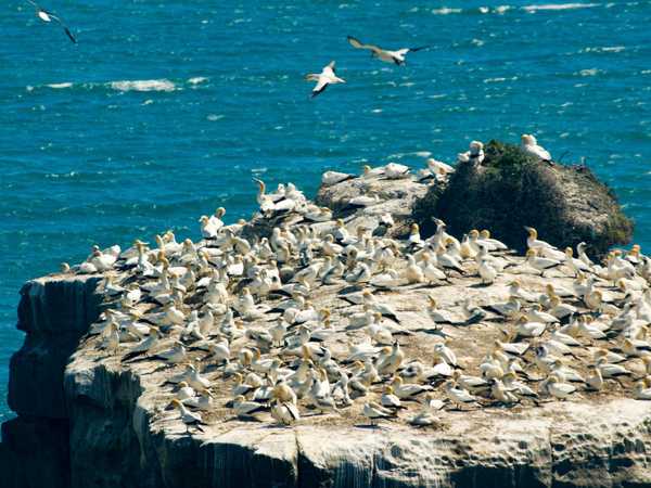 Colonia di sule di Muriwai Beach