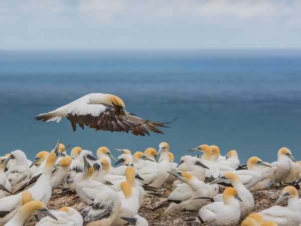 Colonia di sule di Muriwai Beach