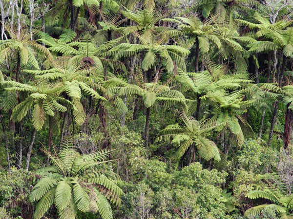 Foresta di felci - Mount Kahepuku
