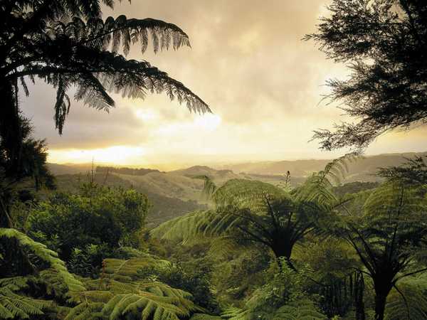Lush forest