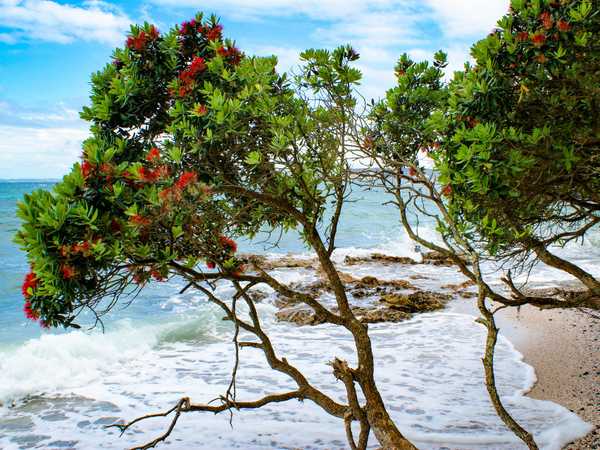 Alberi di pohutukawa nella Bay of Islands