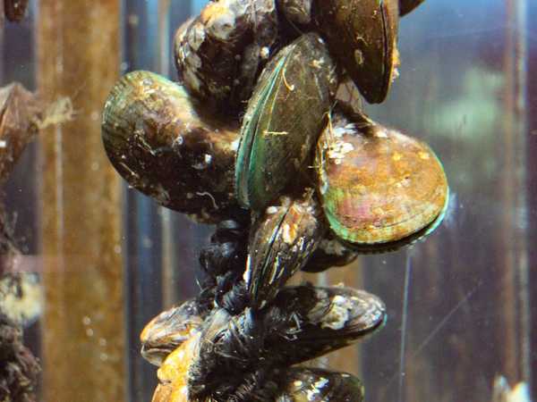 Le tipiche cozze neozelandesi, verdi e grandi tre volte le nostre
