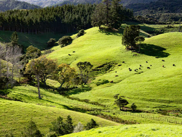 Colline della Coromandel Peninsula