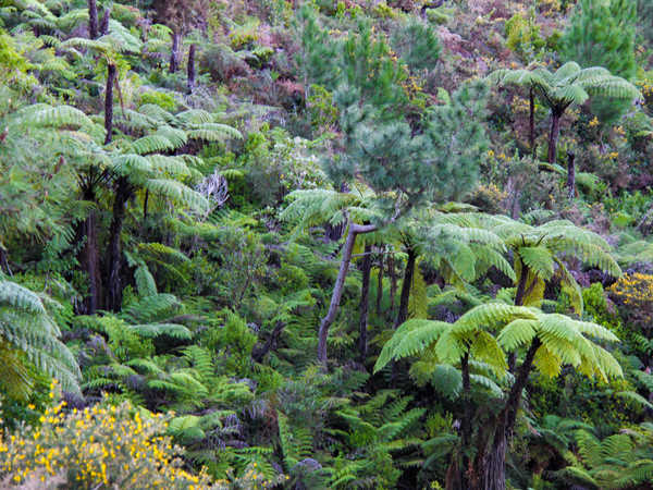 Foresta pluviale della Bay of Plenty, con alberi di kanuka e le altissime felci  “ferns tree”