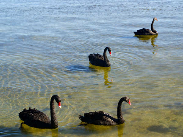 Eleganti cigni neri nel lago di Rotorua