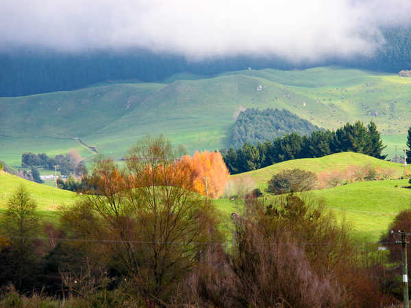Contrasti di colore tra le Taupo Hills