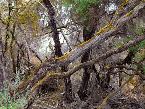 Regione di Rotorua - Whakarewarewa Geothermal Area, alberi coperti dalla gialla muffa 'trentifohlia'