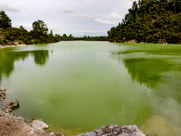 Rotorua - Waiotapu Thermal Wonderland - Le acque verde smeraldo del Lake Ngakoro (il lago del nonno)