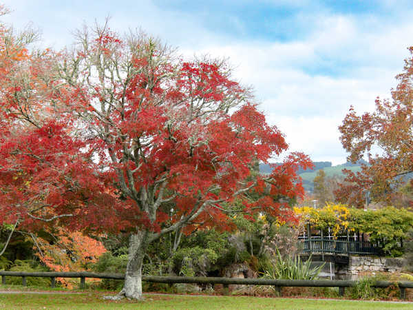 Rotorua - Autunno nel Kuirau Park