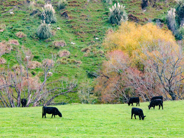 Colori di campagna