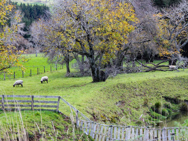 Immagine bucolica nella regione di Gisborne