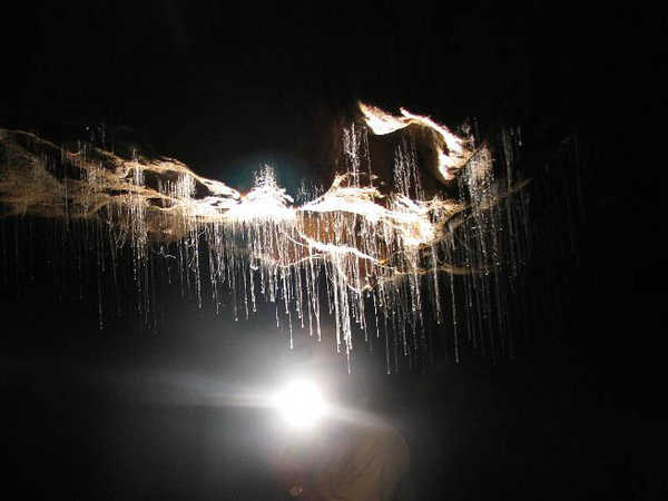 I 'glow worms' fosforescenti della Waitomo Cave