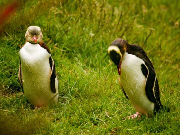Otago Peninsula - Pinguini Gentoo