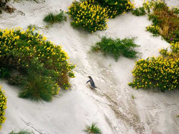 Otago Peninsula - Pinguino scalatore alla risalita di una duna di sabbia