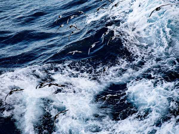Cape petrels (procellarie del capo) accompagnano la lave durante la navigazione verso le Orcadi Merdionali