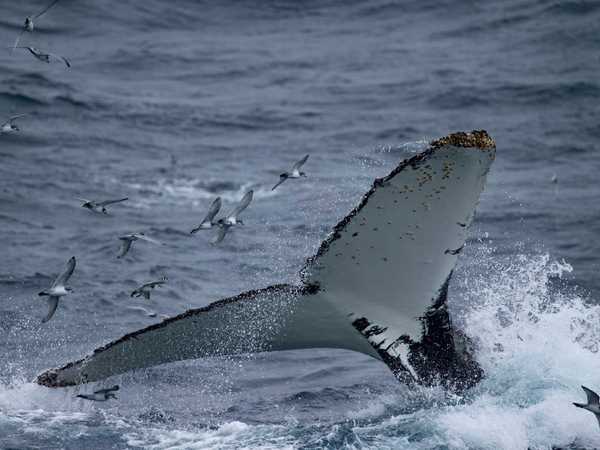 Una megattera torna verso il profondo del mare, con la classica codata