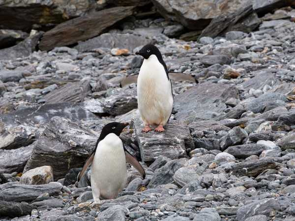 Pinguini di Adelia - Coronation Island