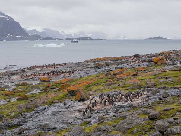Pinguini di Adelia - Coronation Island