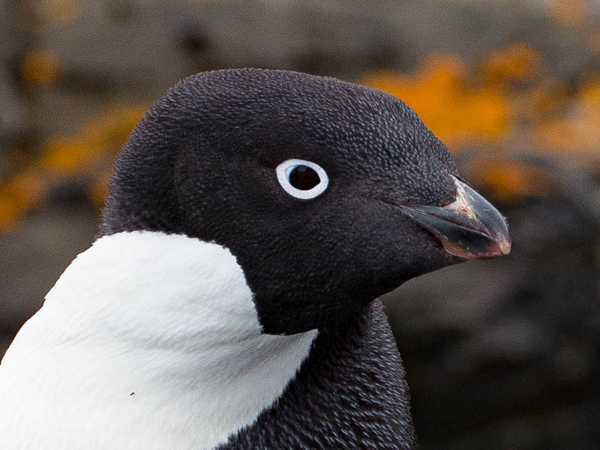 Pinguino di Adelia - Coronation Island