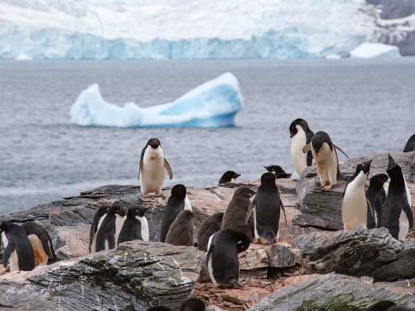 Pinguini di Adelia - Coronation Island