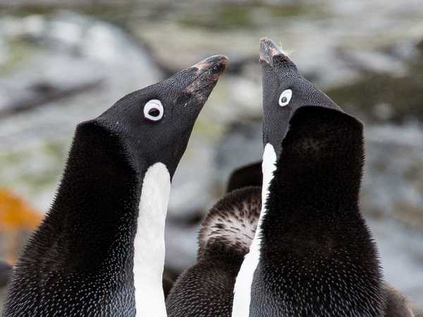 Pinguini di Adelia - Coronation Island