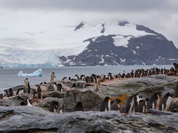 Pinguini di Adelia - Coronation Island