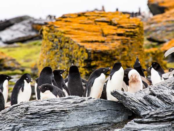 Pinguini di Adelia - Coronation Island