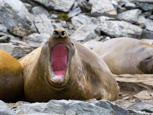 Lo sbadiglio di un elefante di mare - Coronation Island