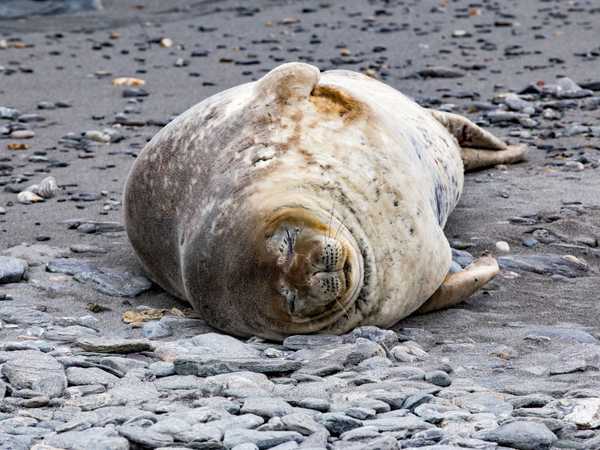 Foca di Weddell - Coronation Island