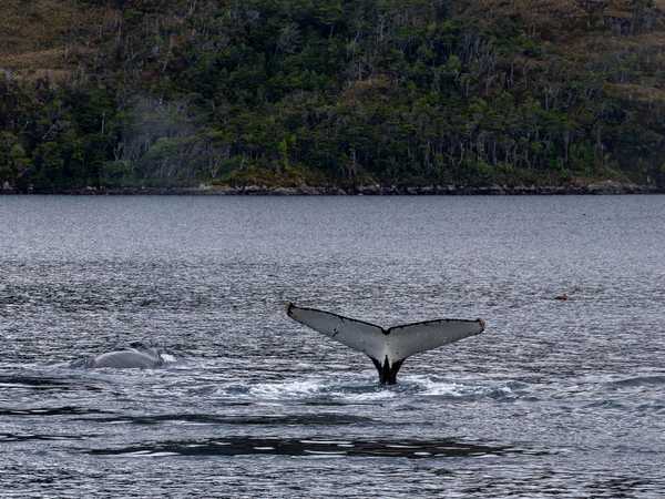 Le balene del Parque Marino Francisco Coloane