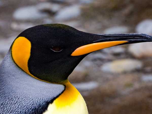 King penguin - Saunders Island