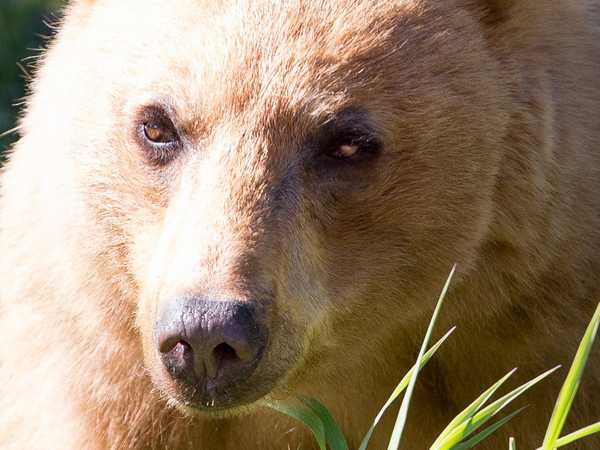 Incontro ravvicinato con l'orso lungo la Many Glacier Road