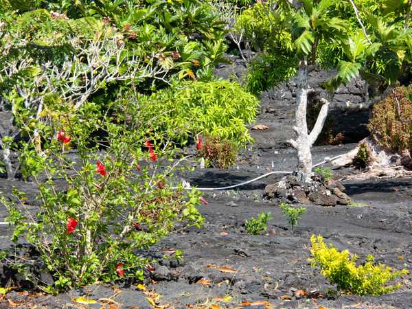 Ricrescita della vegetazione in un giardino nella zona lavica di Manase
