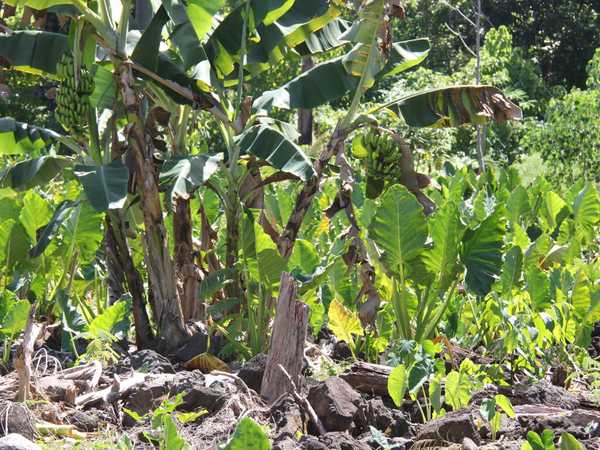 Ricrescita di banani e 'elephant ears' (taro gigante) nella zona lavica di Manase