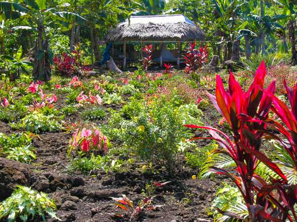 Anche le case più povere hanno giardini ben curati