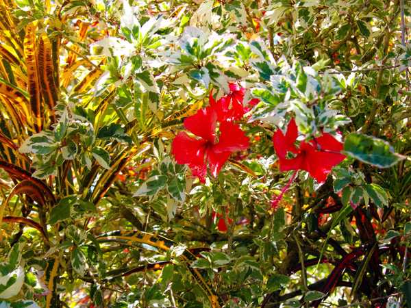 Giardini samoani: un'esplosione di fiori e piante tropicali.