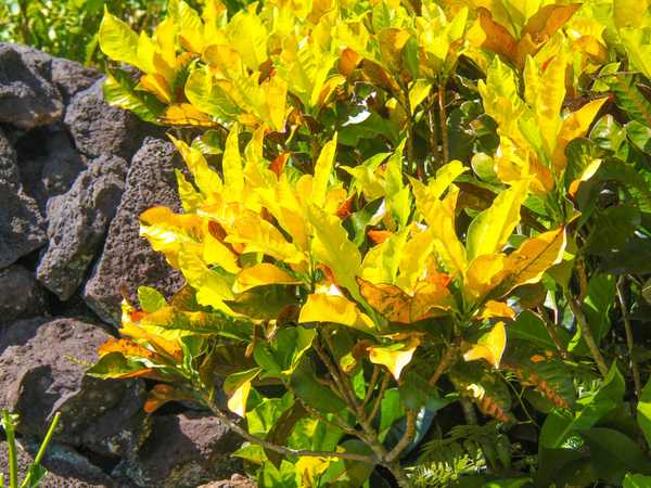 Giardini samoani: un'esplosione di fiori e piante tropicali.