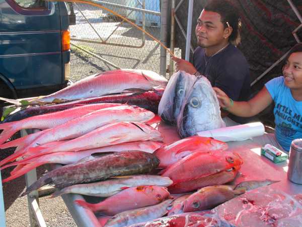 Mercatino del pesce di Apia. Le teste sono molto richieste per la ricetta locale della zuppa di pesce.